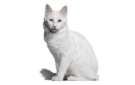 تصویر آنگورای ترکی (Turkish Angora)